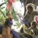 Family of Monkeys on a Tree - VideoHive Item for Sale