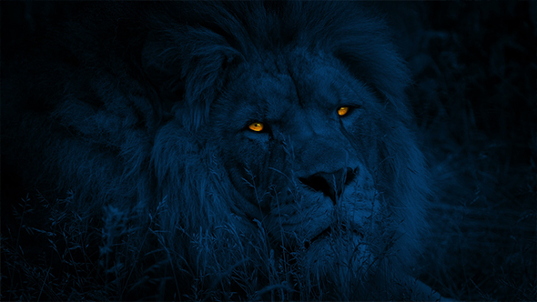 are lions nocturnal