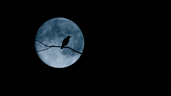 Bird On Branch Flies Off With Full Moon Behind, Stock Footage | VideoHive