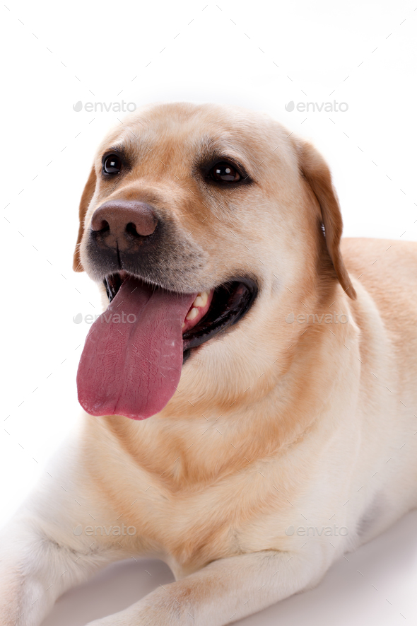 blonde labrador retriever