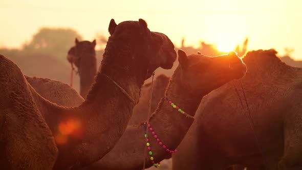 Camels in Slow Motion at the Pushkar Fair Also Called the Pushkar Camel Fair alt