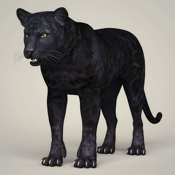 3DOcean Photorealistic Wild Panther 21112814 3DOcean Photorealistic Wild Panther 21112814