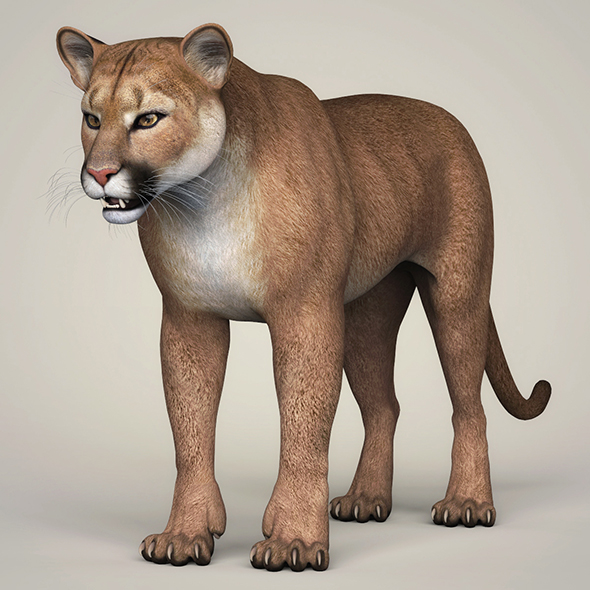 3DOcean Photorealistic Wild Cougar 21112824 3DOcean Photorealistic Wild Cougar 21112824