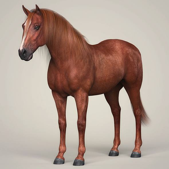 3DOcean Photorealistic Brown Horse 21112842 3DOcean Photorealistic Brown Horse 21112842