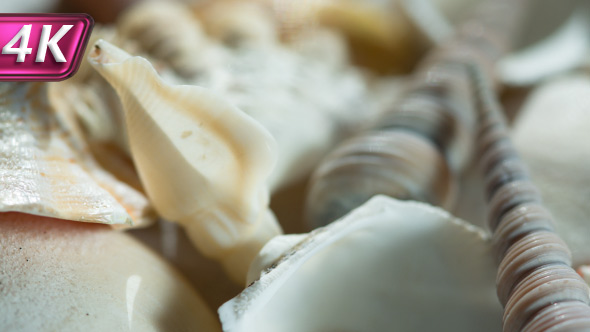 Collection Of Seashells alt