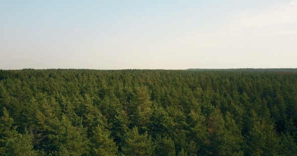Drone Flying Right and Forward Over Windy Forest alt