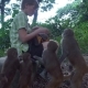 The Girl Feeds Wild Monkeys - VideoHive Item for Sale