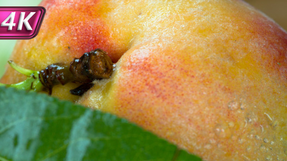 Harvesting Peaches alt