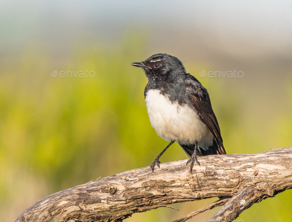 Willie Wagtail on Branch - Stock Photo - Images
