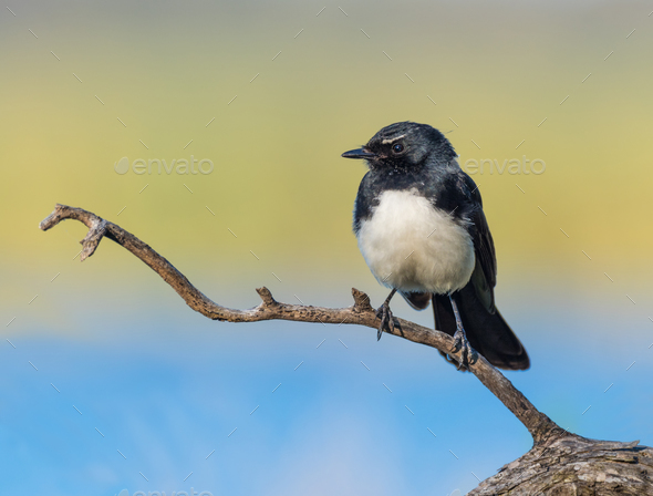 Willie Wagtail on Branch - Stock Photo - Images
