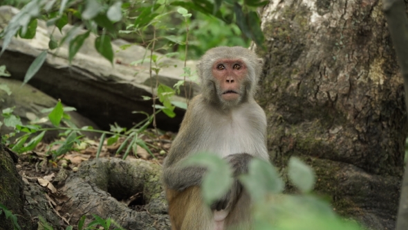 Monkey in the Wild Jungles of Asia by sergeyxsp | VideoHive