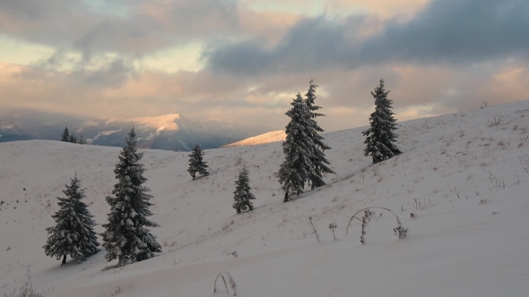 Dramatic Wintry Scene with Snowy Trees