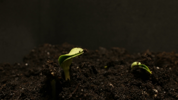 Germinating Seed Growing In Ground Agriculture Spring Summer, Stock Footage