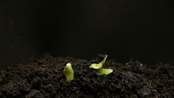 Germinating Seed Growing in Ground Agriculture Spring Summer, Stock Footage