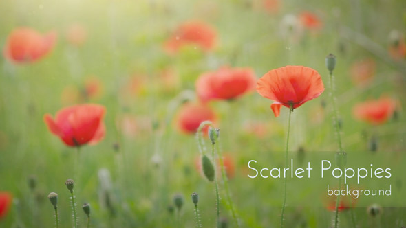 Scarlet Poppies