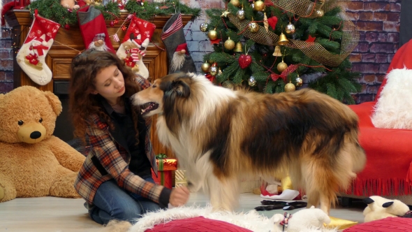 Girl Combs the Dog Before the Holiday