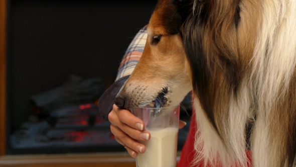 A Dog Drinks Milk From a Glass