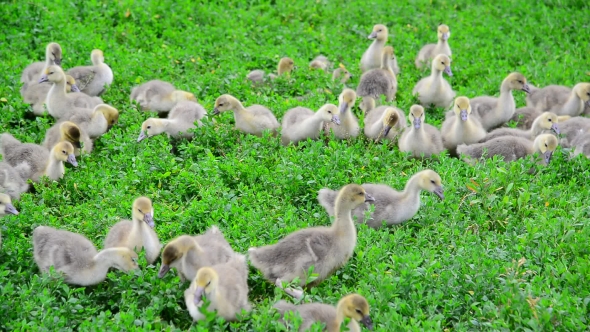 Young Geese Eating Grass