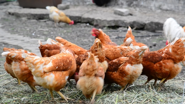 Breeding Hens in Poultry House