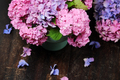 beautiful hydrangea flowers - PhotoDune Item for Sale