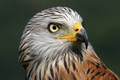 Red kite - PhotoDune Item for Sale