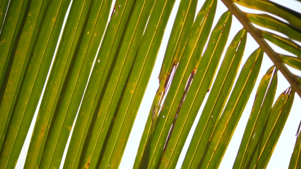Green Coconut Palm Leaf Against Bright Sun on Paradise Beach