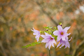 Flowers of Dahlia imperialis, bell tree dalia. - PhotoDune Item for Sale