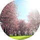 Flowering Sakura Cherry Trees - VideoHive Item for Sale