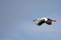 White stork in the flight  - PhotoDune Item for Sale
