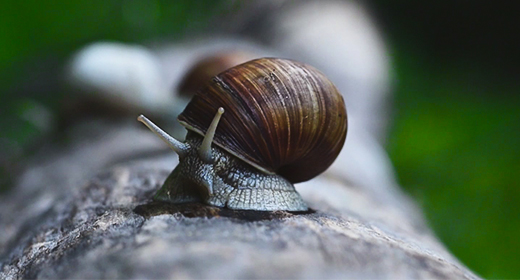 Nature and animals(FullHD quality)