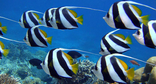 Tropical Red Sea Banner-fish