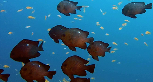 Tropical Threespot Dascyllus-Fish