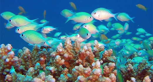 Underwater Blue-Green Chromis
