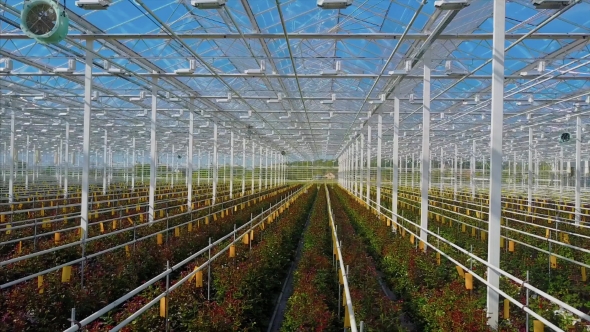 Greenhouse Roses Growing Under Daylight alt