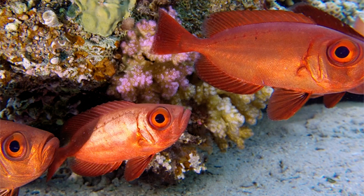 Underwater Sea World Life