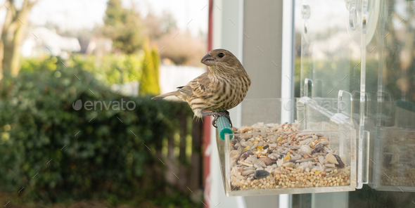 Wild Bird Lands Window Feeder Outdoor Urban Wildlife