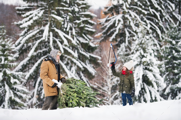 Grandfather and small girl getting a Christmas tree in forest. Stock Photo by halfpoint