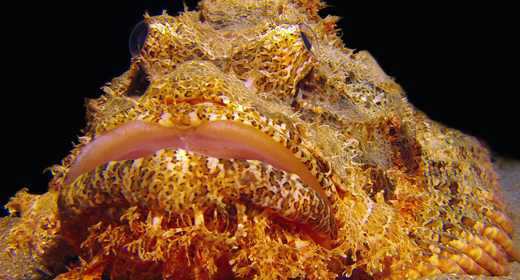 Scorpion-Fish