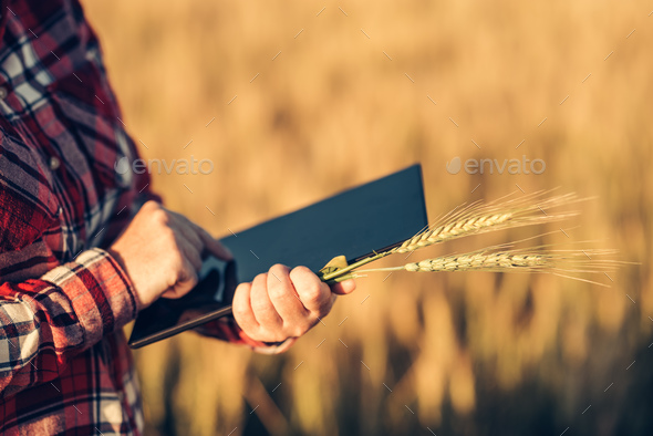 Smart farming, using modern technologies in agriculture - Stock Photo - Images