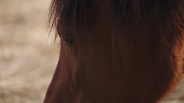 Close up of a horse's face alt