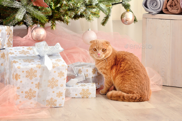 Domestic cat Scottish Fold close-up with gifts under the Christm - Stock Photo - Images