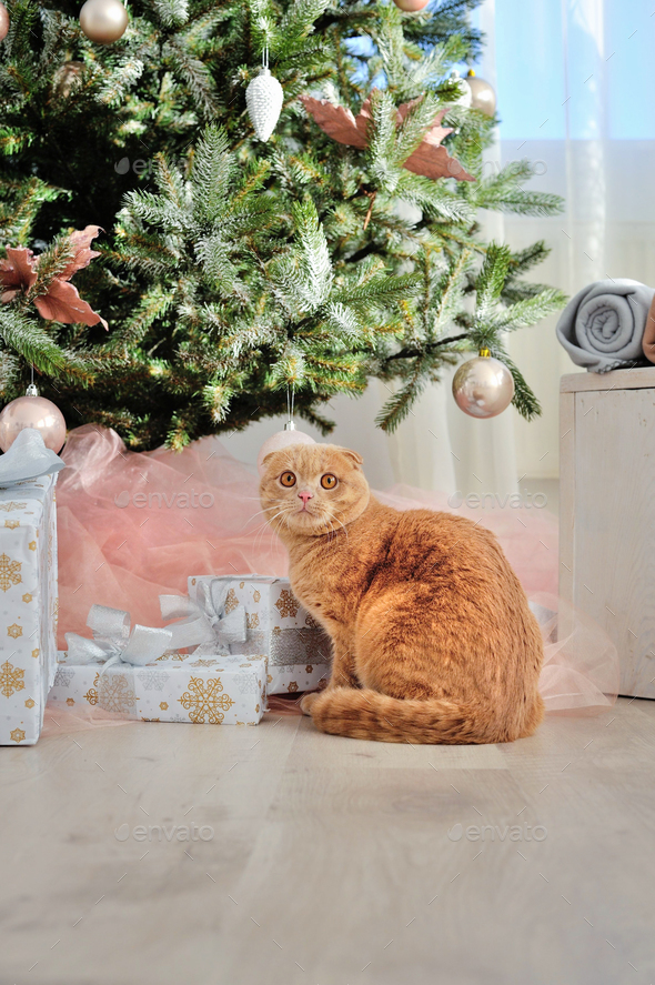 Domestic cat Scottish Fold close-up with gifts under the Christm - Stock Photo - Images