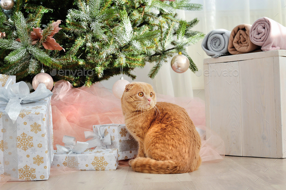 Domestic cat Scottish Fold close-up with gifts under the Christm - Stock Photo - Images