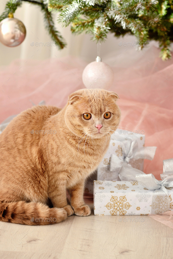 Domestic cat Scottish Fold close-up with gifts under the Christm - Stock Photo - Images