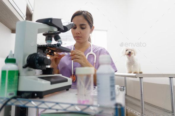 Clinic Staff With Woman Working As Veterinary In Pet Shop - Stock Photo - Images