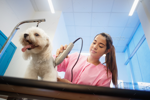 Healthy Dog In Pet Shop With Woman Trimming Hair