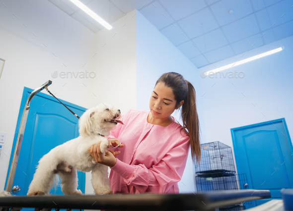 Girl At Work In Pet Store And Grooming Dog