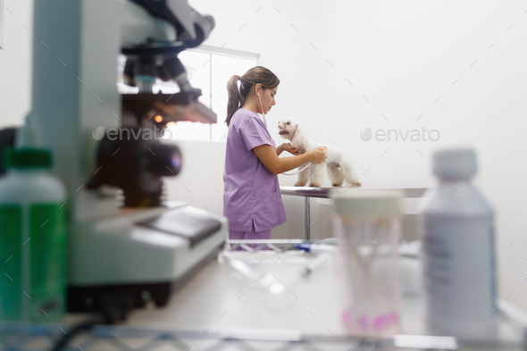 Woman Working As Doctor In Clinic With White Dog - Stock Photo - Images