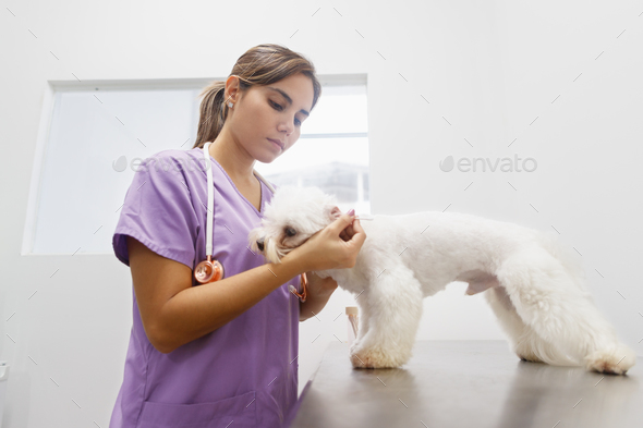 Doctor Cleaning Dog Ear In Clinic For Veterinarian Profession - Stock Photo - Images