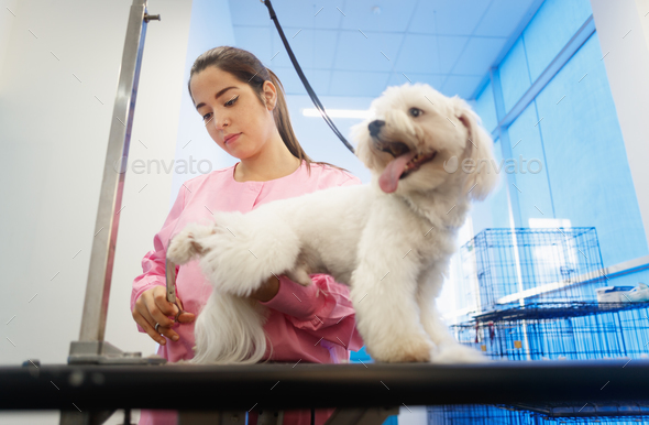Girl At Work In Pet Store And Grooming Dog Stock Photo by diego_cervo